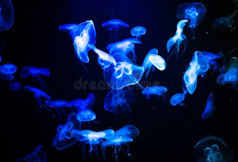 Many jelly fish swimming in the ocean and glowing colors background. Many jelly fish swimming in the ocean and glowing colors stock photography Many jelly fish swimming in the ocean and glowing colors background. Many jelly fish swimming in the ocean and glowing colors stock photography
