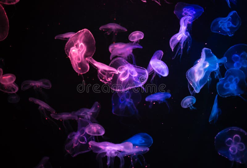 Many jelly fish swimming in the ocean and glowing colors background. Many jelly fish swimming in the ocean and glowing colors stock photography Many jelly fish swimming in the ocean and glowing colors background. Many jelly fish swimming in the ocean and glowing colors stock photography