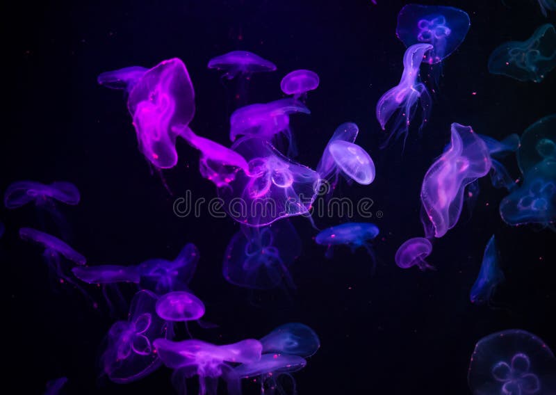 Many jelly fish swimming in the ocean and glowing colors background. Many jelly fish swimming in the ocean and glowing colors royalty free stock photography Many jelly fish swimming in the ocean and glowing colors background. Many jelly fish swimming in the ocean and glowing colors royalty free stock photography
