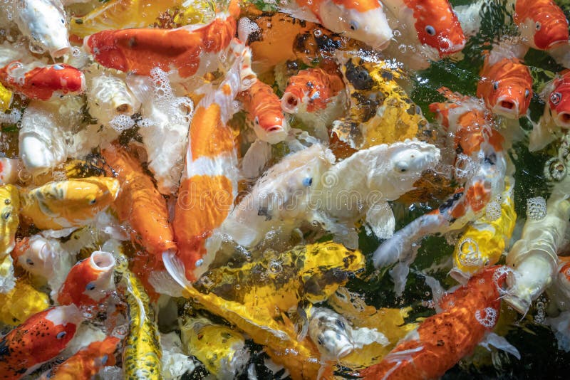 Many koi fish swim in the pond.shallow focus effect royalty free stock photos Many koi fish swim in the pond.shallow focus effect royalty free stock photos