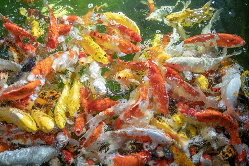 Many Koi Fish Swim In The Pond.shallow Focus Effect Stock Image Image