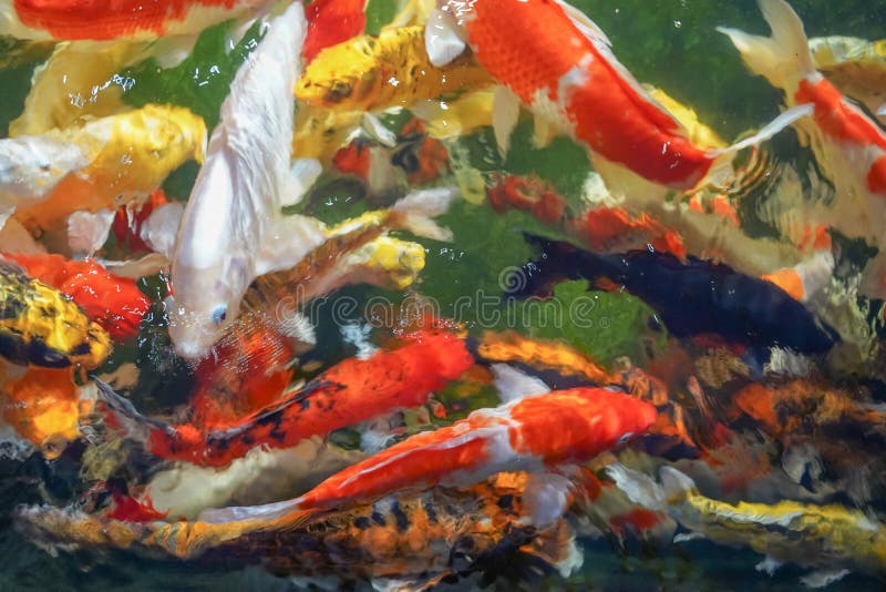 Many Koi Fish Swim in the Pond.shallow Focus Effect Stock Photo Image