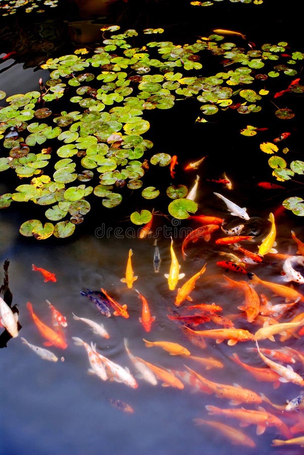 Many Koi in lotus pond