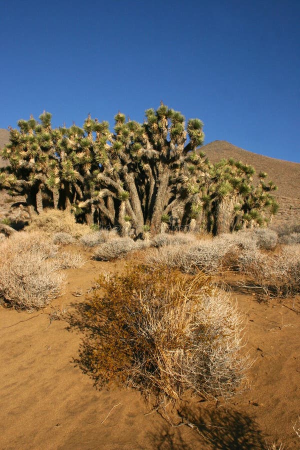 Many large Yucca in the Sierra Nevada Mountains.