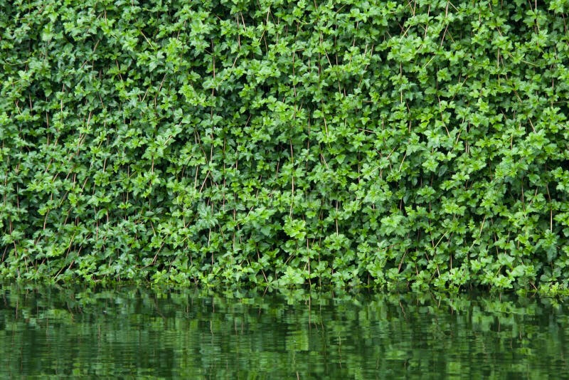 Many leafs of ivy cover a wall