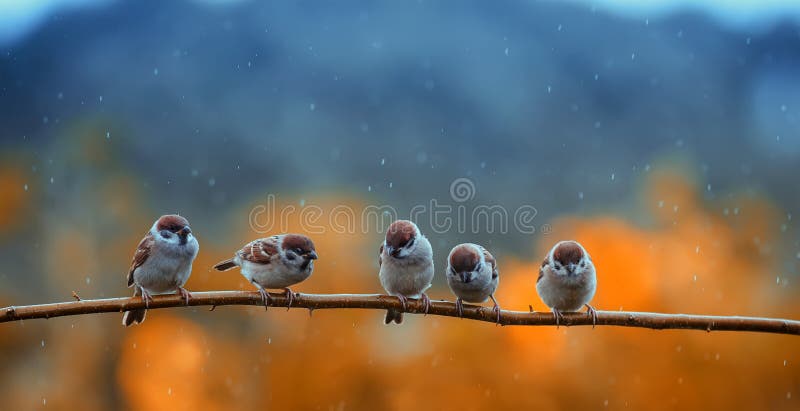 many little birds sparrows sitting on a branch in a bright autumn Park under the cold rain