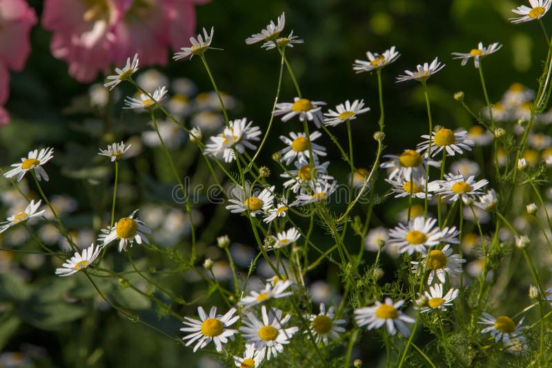 Daisies Growing Wild On The Sand Dunes Along The Coast Of Florida