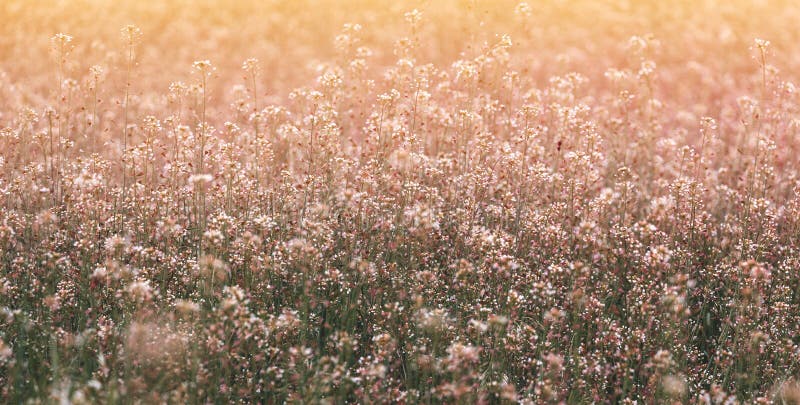 Many little white flowers royalty free stock photography