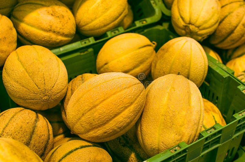 Много дынь. Много дынь на белом фоне. Yellow Melon. Фон желтый дыня.