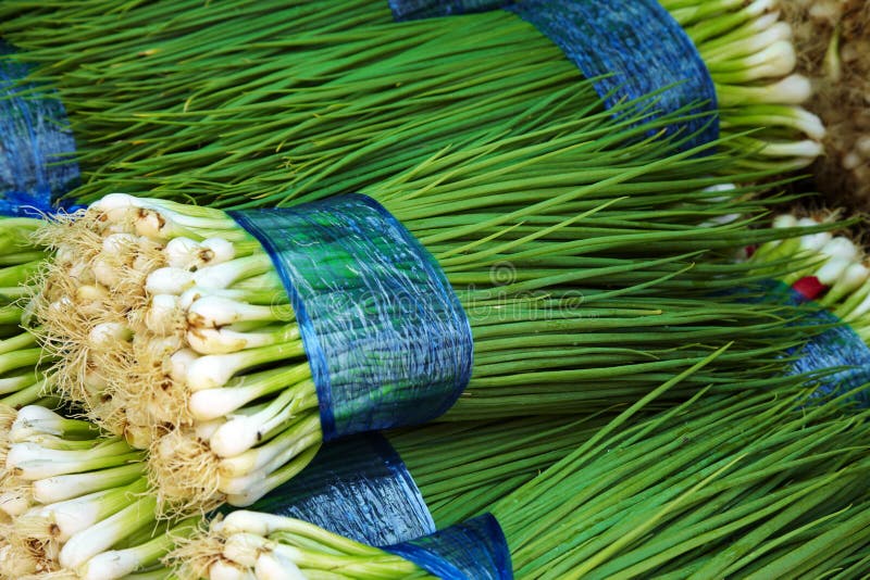 Onion Leave Under Microscopy Stock Photo Image of invertebrates