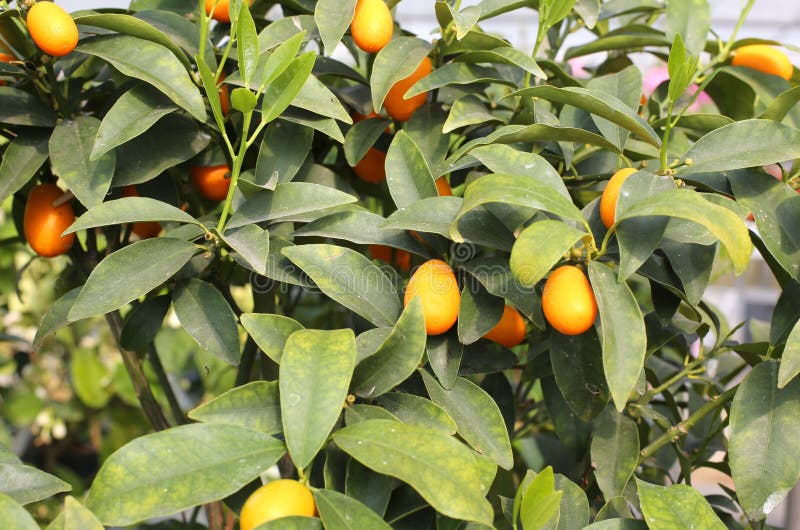 Many orange kumquat fruits stock photo. Image of citrus 91486596
