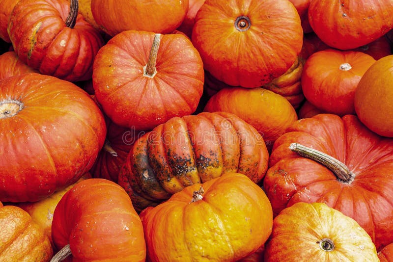 Many orange pumpkins at outdoor farmers market as background for halloween. royalty free stock images Many orange pumpkins at outdoor farmers market as background for halloween. royalty free stock images