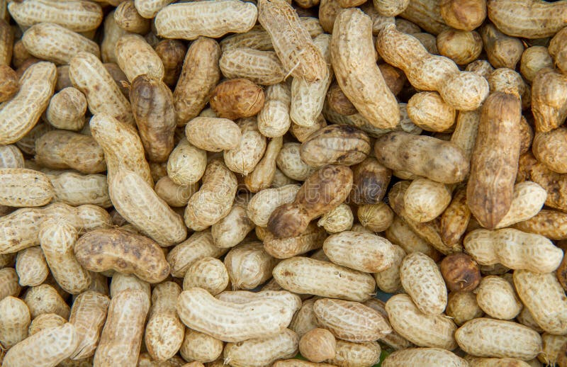 Many peanuts in shells stock photo. Image of peanut, many 42507214