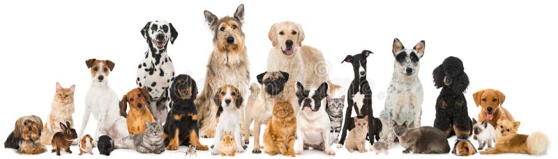 Many pets. Many different pets isolated on white royalty free stock image