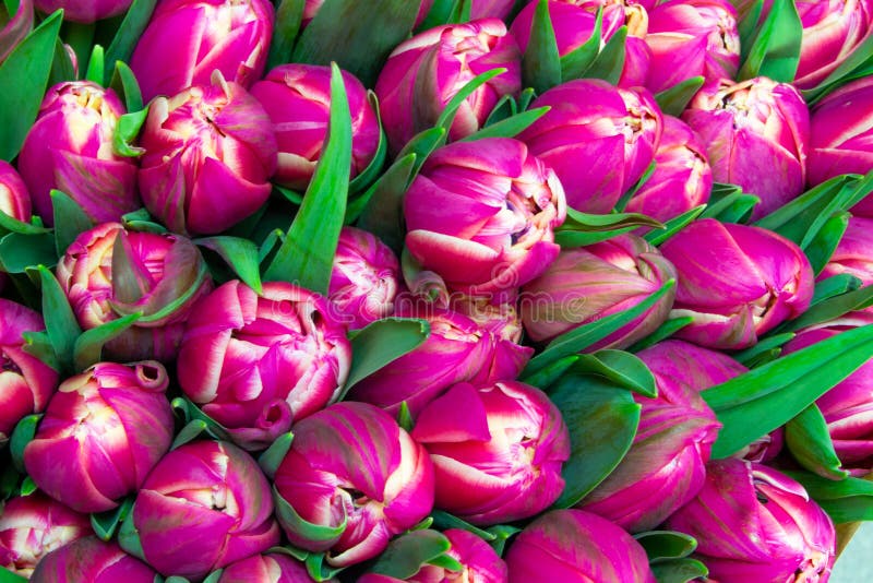 Many pink tulips close up floral pink background stock image Many pink tulips close up floral pink background stock image