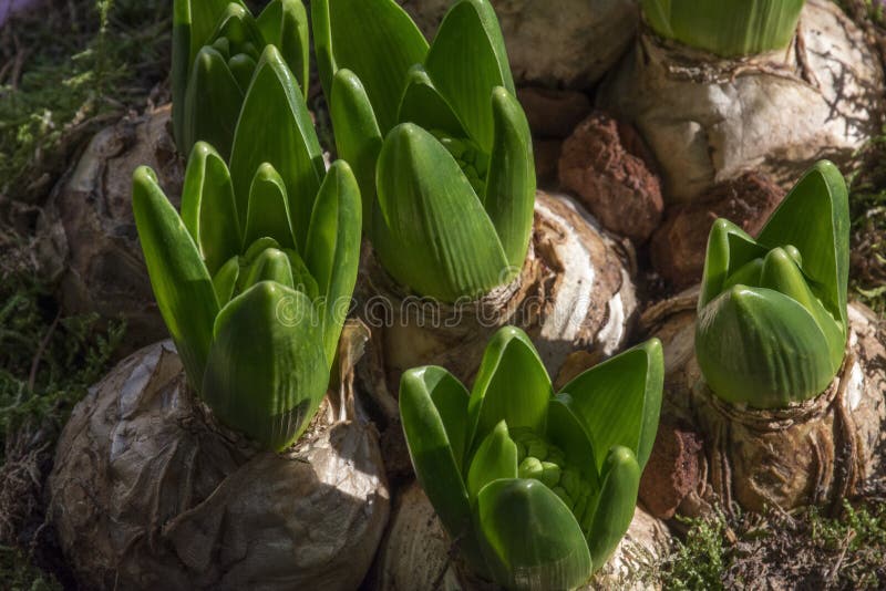 Many Plants` Bulbs with Green Leaves Stock Photo Image of botany