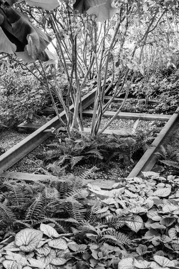 Many Plants Growing between Old Railroad Tracks in New York Black and