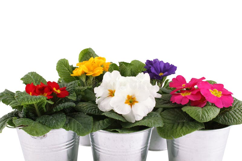 Many Primrose potted plants