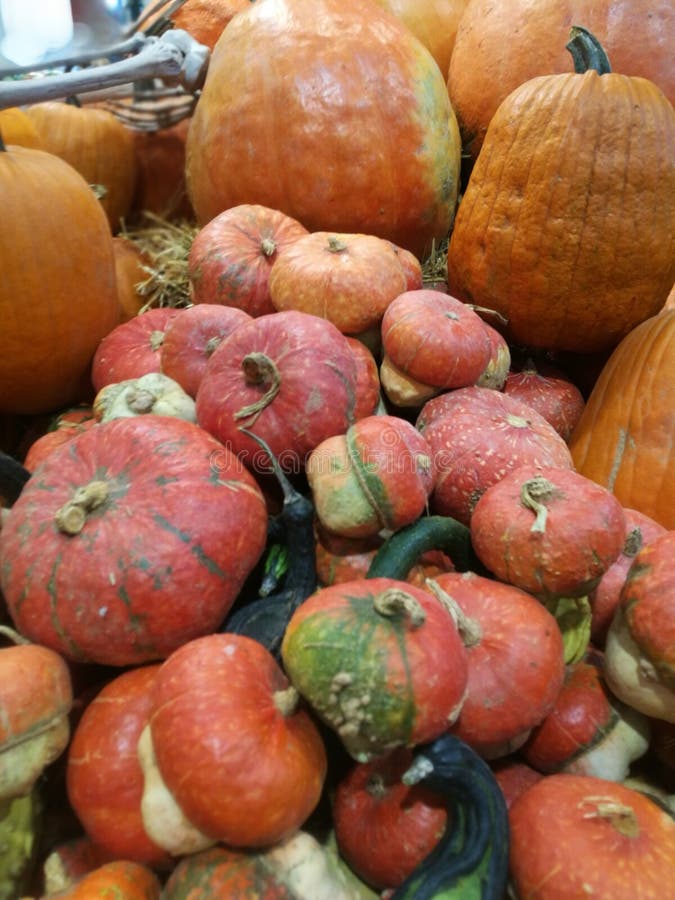 Many pumpkins on a farmers market stock photography Many pumpkins on a farmers market stock photography