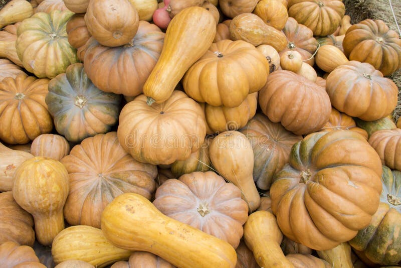 Many pumpkins on hay at the farmers market. Thanksgiving Day and harvesting concept royalty free stock photos Many pumpkins on hay at the farmers market. Thanksgiving Day and harvesting concept royalty free stock photos
