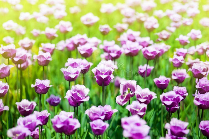 Many purple tulips flowers on blurred sunny background close up, violet tulips on blooming summer field, spring flowers blossom