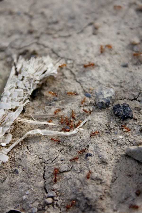 Many Red Ants on the Cracked Ground. Stock Image Image of macro
