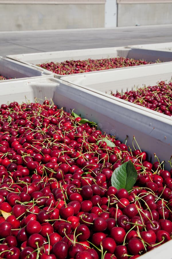 Many Red Ripe Cherries in a Bin Ready To Be Packaged for Sale Stock Image Image of industry