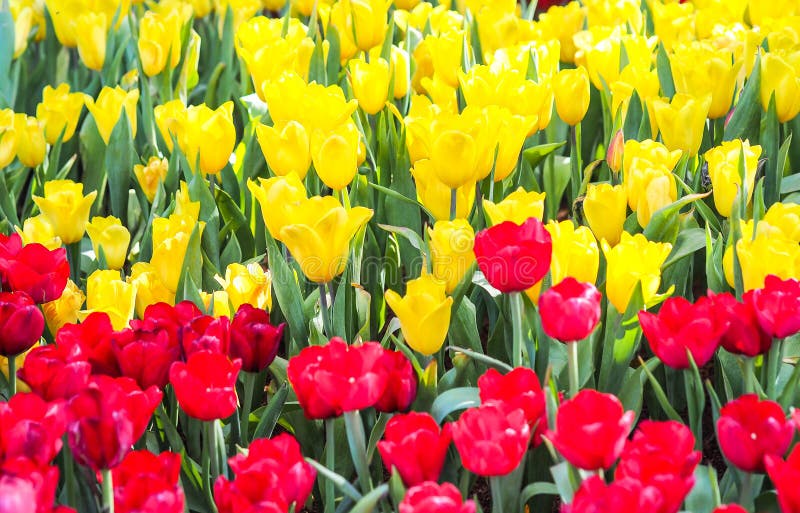 Many Red and yellow Tulips in the garden