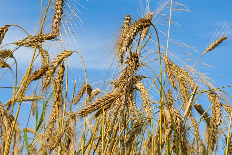 Many ripe wheat ears on blue sky