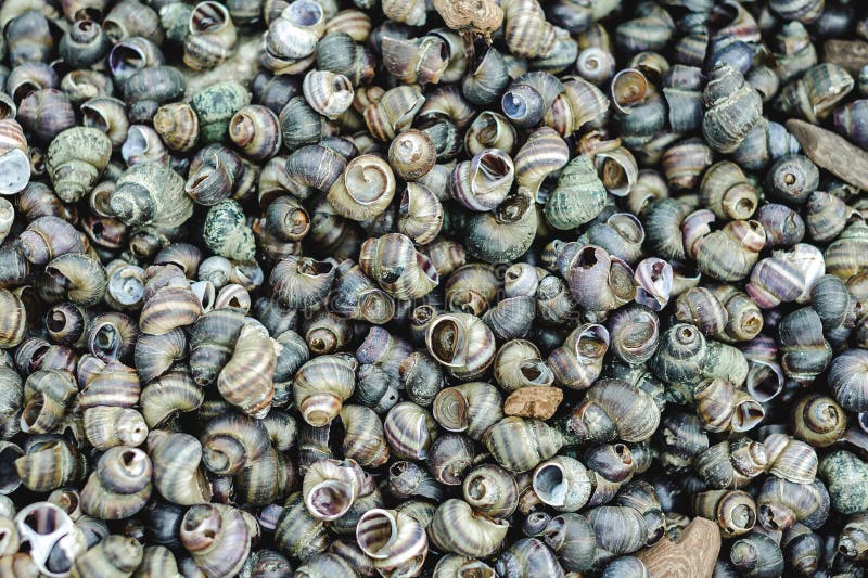 Many River Shells Lie on the Seashore Stock Photo Image of marine