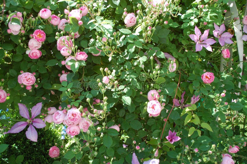 In a rose garden. Many rose blossoms, buds and clematis in garden in June stock photography