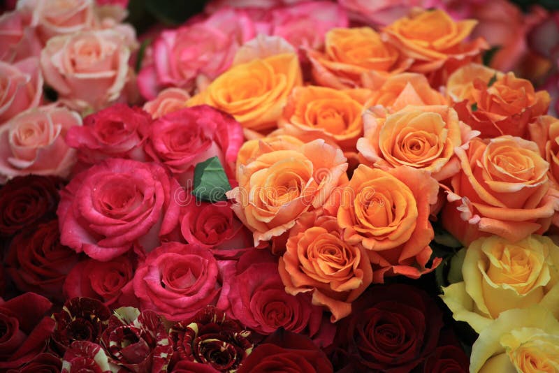 Many Roses Flower Arrangement Stock Image Image of romance, bloom