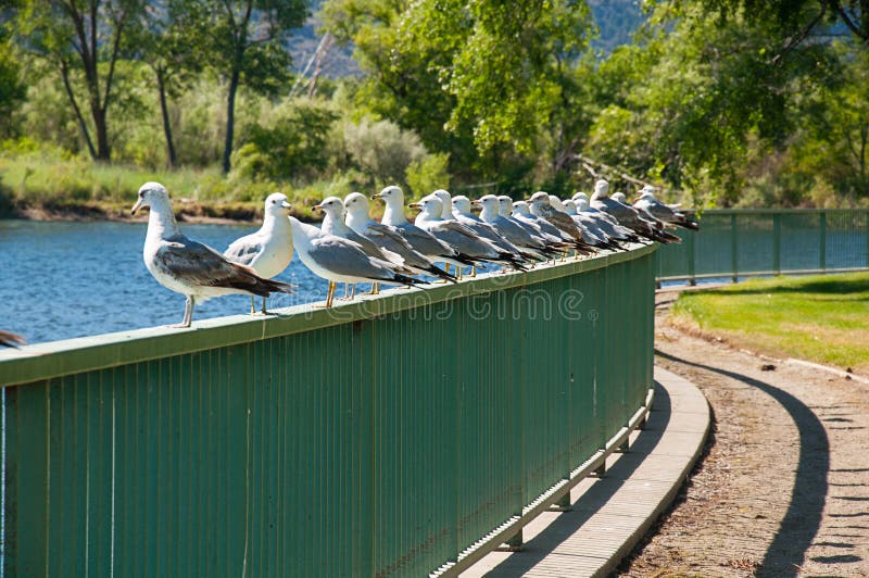 Many seagulls on a fence one facing the wrong way