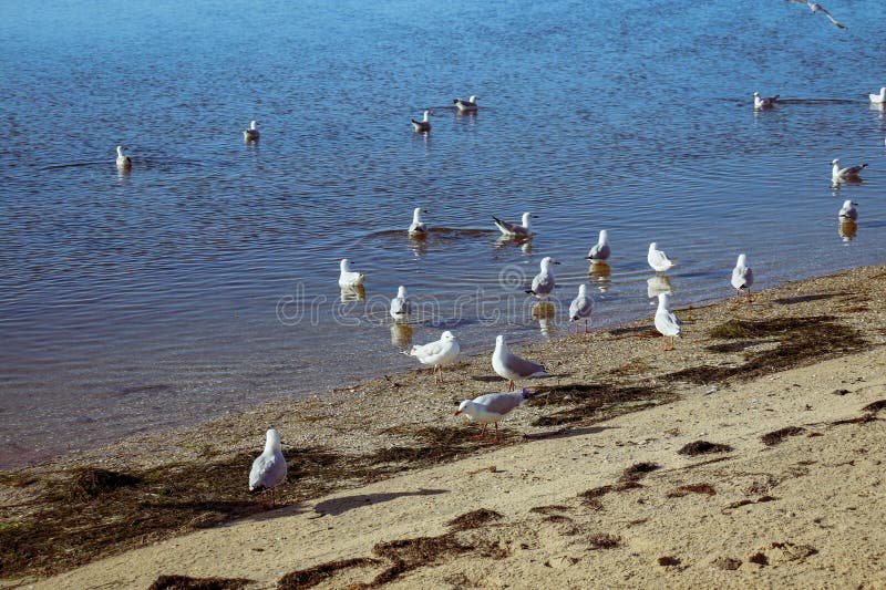 A flock of seagulls congregate on the beach shoreline, searching the sand for morsels of food. A flock of seagulls congregate on the beach shoreline, searching the sand for morsels of food