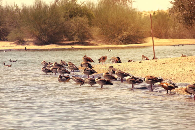 Many Seagulls at the shore of Al-Kudra Lake, UAE
