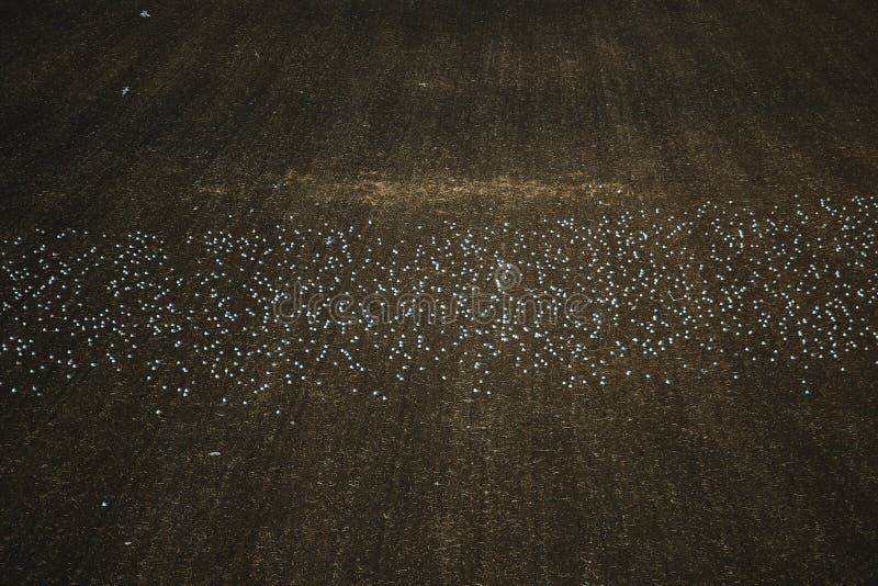 Many seagulls are sitting on the plowed ground. seagulls in the field