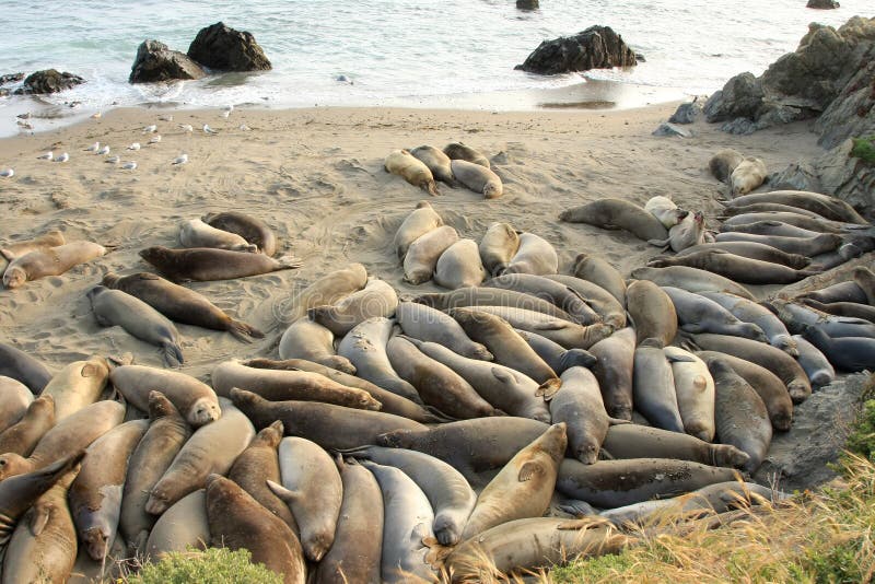 Many seals at the beach stock photo. Image of cuddly, sleeping 5227330