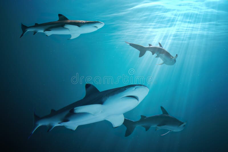 444 Shark Ai Stock Photos - Free & Royalty-Free Stock Photos from Dreamstime