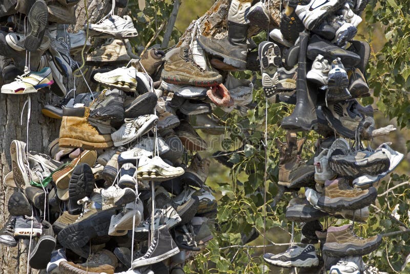 Many Shoes Hanging in Tree stock photo. Image of strange 27093148