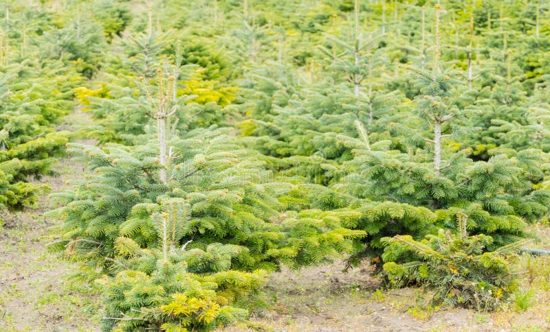 Many small Christmas Trees on Nursery royalty free stock images