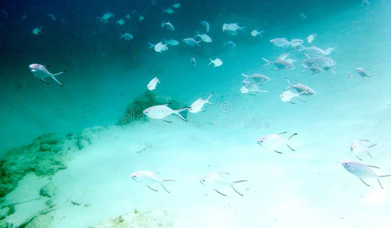 Many Small Fishes Swimming in the Sea Stock Image - Image of wildlife ...