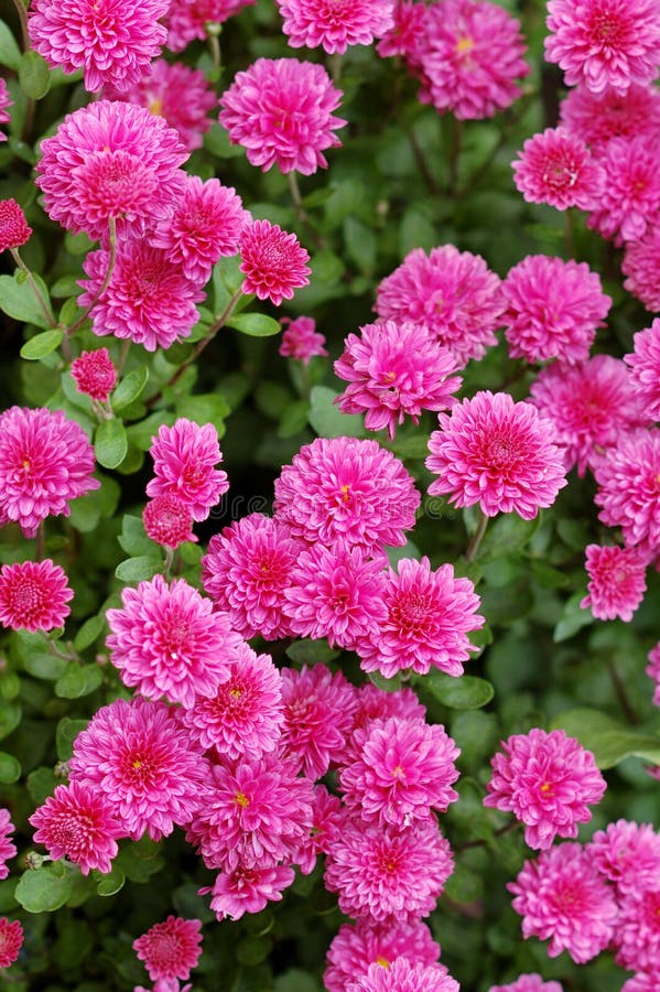 Many Small Flowers Stock Photo Image Of Freshness Flowers 3573746