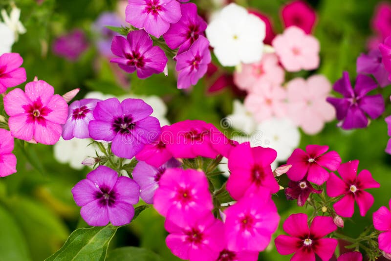 Many Small Flowers with Bright Multi Colored Petals. Macro Stock Photo ...