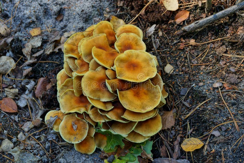 Many yellow and brown inedible mushrooms on the ground in the forest stock images Many yellow and brown inedible mushrooms on the ground in the forest stock images