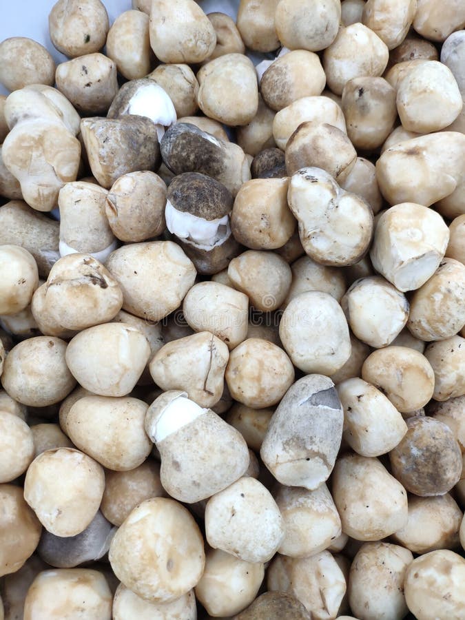 Many Straw mushroom stock images