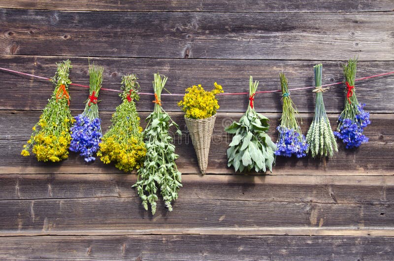 Many summer medical herbs bunches on wooden wall