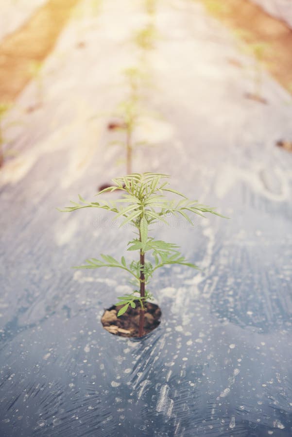 Many Sunflower Young Plant Sprout Stock Image Image of healthy