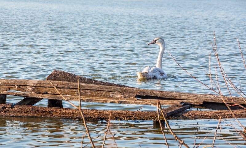 Many swans, white and young stock image
