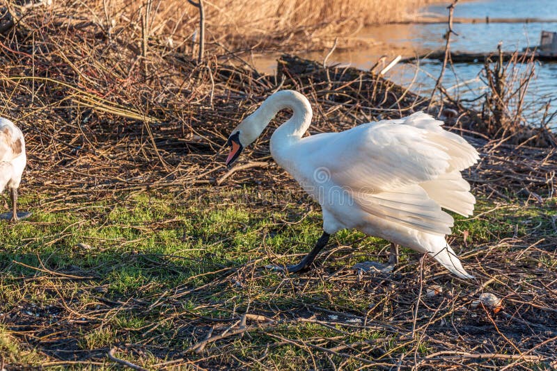 Many swans, white and young stock image