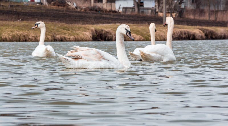 Many swans, white and young stock image